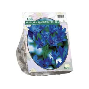 Baltus Brodiaea Fabiola bloembollen per 100 stuks