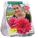 Baltus Dahlia Giant Decoratief Emory Paul bloembol per 1 stuks