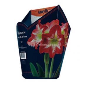 Baltus Amaryllis in Doos Gestreept Giftbox 4 kant