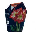 Baltus Amaryllis in Doos Gestreept Giftbox 6 kant