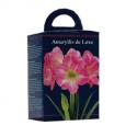 Baltus Amaryllis in Doos Roze Giftbox 4 kant