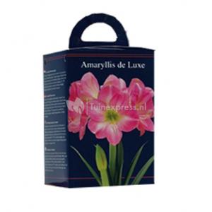 Baltus Amaryllis in Doos Roze Giftbox 4 kant