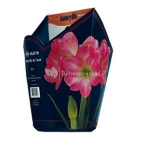 Baltus Amaryllis in Doos Roze Giftbox 6 kant