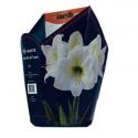 Baltus Amaryllis in Doos Wit Giftbox 6 kant