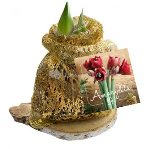 Baltus Amaryllis op houten plank goud bloembollen per 1 stuks