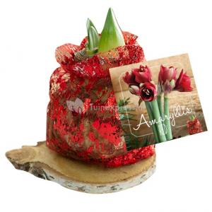 Baltus Amaryllis op houten plank rood bloembollen per 1 stuks