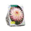 Baltus Dahlia Cactus Hayley bloembollen per 1 stuks