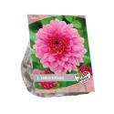 Baltus Urban Flowers Dahlia Rosella bloembollen per 1 stuks