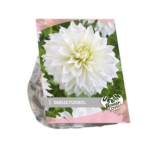 Baltus Urban Flowers Dahlia Fleurel bloembol per 1