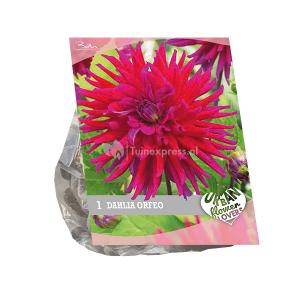 Baltus Urban Flowers Dahlia Orfea bloembollen per 1 stuks