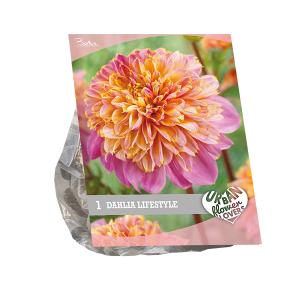 Baltus Urban Flowers Dahlia Lifestyle bloembollen per 1 stuks