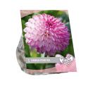 Baltus Urban Flowers Dahlia Pink Isa bloembol per 1