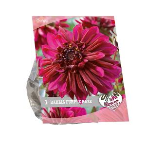 Baltus Urban Flowers Dahlia Purple Haze bloembollen per 1 stuks