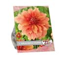 Baltus Urban Flowers Dahlia Mango Madness bloembollen per 1 stuks