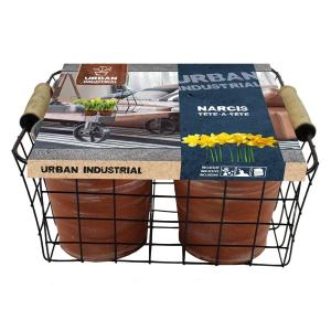 Baltus Giftbox Urban Industrial Basket Flower Bulbs bloembollen per 4 stuks