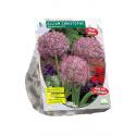 Baltus Allium Albopilosum Christophii bloembollen per 5 stuks