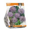 Baltus Allium Christophii bloembollen per 2 stuks