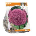 Baltus Allium Gladiator bloembollen per 1 stuks