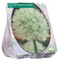 Baltus Allium Mount Everest bloembollen per 3 stuks