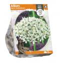 Baltus Allium Nigrum Multibulbosum bloembollen per 3 stuks