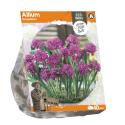 Baltus Allium Oreophilum bloembollen per 10 stuks