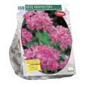 Baltus Allium Oreophilum bloembollen per 100 stuks