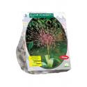 Baltus Allium Schuberti bloembollen per 3 stuks