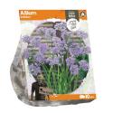 Baltus Allium Unifolium bloembollen per 10 stuks