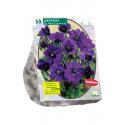 Baltus Anemone Mr. Fokker bloembollen per 50 stuks