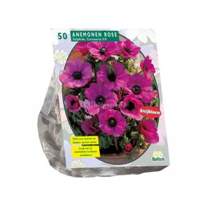 Baltus Anemone Sylphide bloembollen per 50 stuks