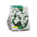Baltus Chionodoxa Alba bloembollen per 50 stuks
