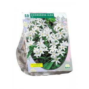 Baltus Chionodoxa Alba bloembollen per 50 stuks Baltus Chionodoxa Alba bloembollen per 50 stuks