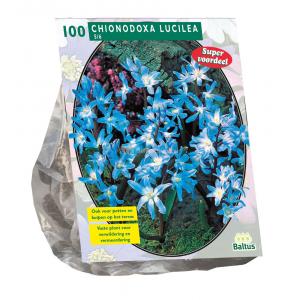 Baltus Chionodoxa Luciliae bloembollen per 100 stuks Baltus Chionodoxa Luciliae bloembollen per 100 stuks
