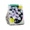 Baltus Crocus Chrysanthus Blue Pearl bloembollen per 50 stuks