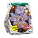 Baltus Crocus Sativus bloembollen per 12 stuks