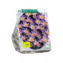 Baltus Crocus Sieberi Tricolor bloembollen per 50 stuks