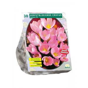 Baltus Crocus Zonatus bloembollen per 30 stuks