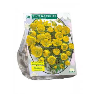 Baltus Eranthis Cilicica bloembollen per 30 stuks Baltus Eranthis Cilicica bloembollen per 30 stuks