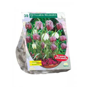 Baltus Fritillaria Meleagris bloembollen per 30 stuks Baltus Fritillaria Meleagris bloembollen per 30 stuks