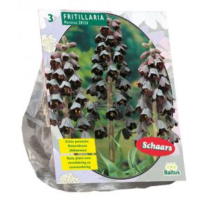 Baltus Fritillaria Persica bloembollen per 3 stuks Baltus Fritillaria Persica bloembollen per 3 stuks