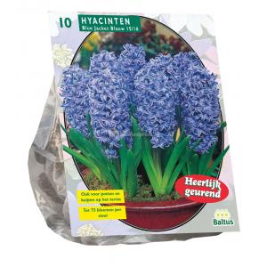 Baltus Hyacinthus Blue Jacket bloembollen per 10 stuks Baltus Hyacinthus Blue Jacket bloembollen per 10 stuks