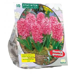Baltus Hyacinthus Fondante bloembollen per 10 stuks Baltus Hyacinthus Fondante bloembollen per 10 stuks