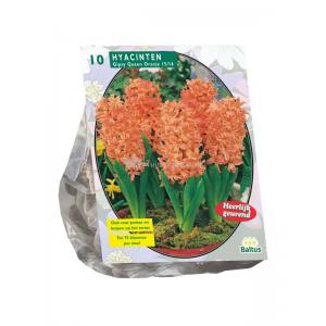 Baltus Hyacinthus Gipsy Queen bloembollen per 10 stuks Baltus Hyacinthus Gipsy Queen bloembollen per 10 stuks