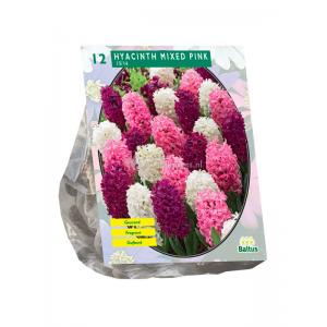 Baltus Hyacinthus Mixed Pink bloembollen per 12 stuks Baltus Hyacinthus Mixed Pink bloembollen per 12 stuks