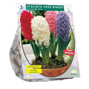 Baltus Hyacinthus Prep Mix bloembollen per 3 stuks Baltus Hyacinthus Prep Mix bloembollen per 3 stuks