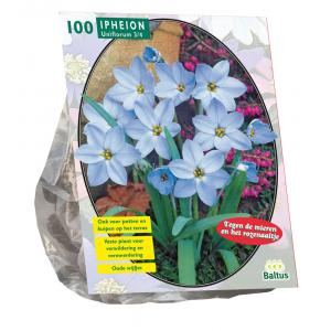 Baltus Ipheion bloembollen per 100 stuks Baltus Ipheion bloembollen per 100 stuks