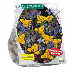 Baltus Iris Reticulata Mix bloembollen per 50 stuks Baltus Iris Reticulata Mix bloembollen per 50 stuks