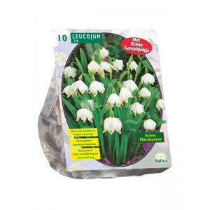 Baltus Leucojum bloembollen per 10 stuks Baltus Leucojum bloembollen per 10 stuks