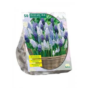 Baltus Muscari Mix bloembollen per 50 stuks Baltus Muscari Mix bloembollen per 50 stuks