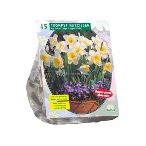 Baltus Narcissus Ice Follies bloembollen per 15 stuks